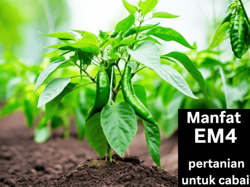 Manfaat EM4 pertanian untuk cabai